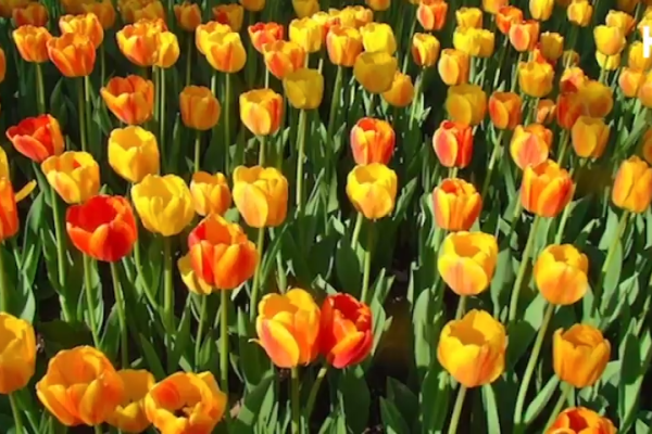 Húsvéti üdvözlet 2019