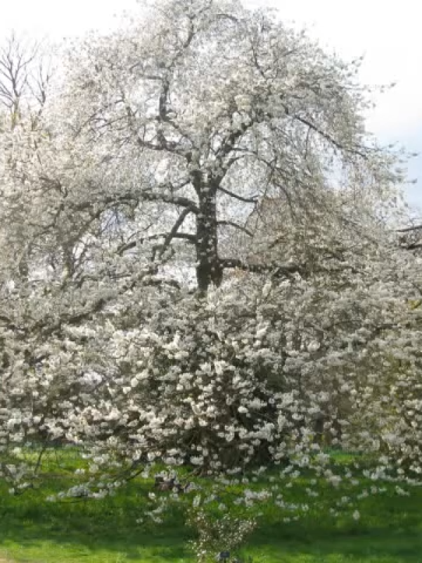 Húsvéti üzenet 2012