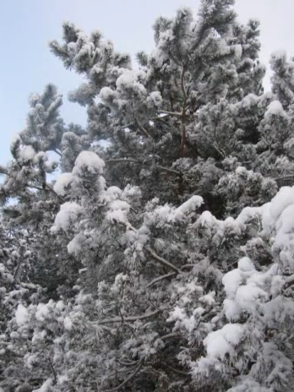 Karácsonyi üzenet 2011